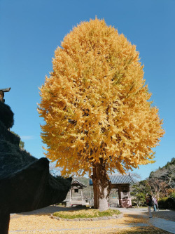 秋の丹波篠山
